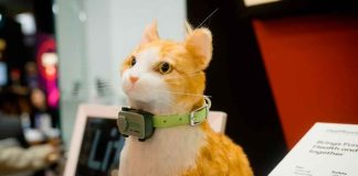 PetPhone: El primer teléfono celular para mascotas que revoluciona la tecnología