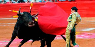 Aficionados de la tauromaquia rechazan la reforma que prohíbe las corridas de toros