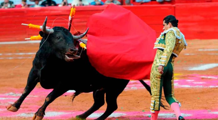 #VIDEO | “Quedan prohibidas las corridas de toros con violencia y muerte de estos animales”: Clara Brugada