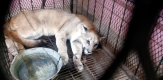 Rescatan a puma en las calles de Santiago Miahuatlán, Puebla