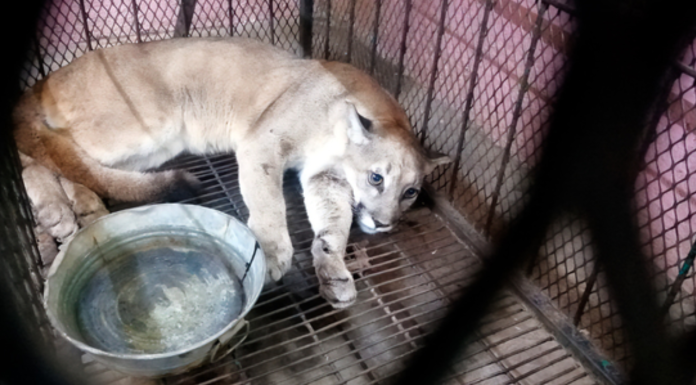 Rescatan a puma en las calles de Santiago Miahuatlán, Puebla