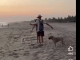 #VIDEO | Captan a extranjera agrediendo a un perrito y a un hombre en playas de Oaxaca