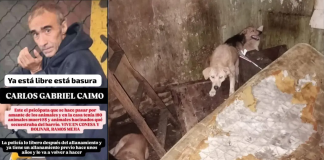 Hombre tenía más de 200 perros y gatos muertos en su casa; los mutiló y embalsamó