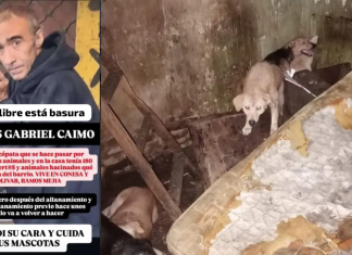 Hombre tenía más de 200 perros y gatos muertos en su casa; los mutiló y embalsamó