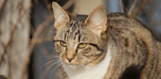 #EnMéxico: Hombre ataca con machete a gatito; vecinos reportan que en la zona se han visto perros decapitados