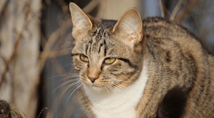 #EnMéxico: Hombre ataca con machete a gatito; vecinos reportan que en la zona se han visto perros decapitados