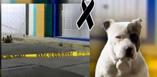 ¡Siempre fiel! #EnMéxico: Perrito esperó junto al cuerpo de su dueño quien murió mientras paseaban en la calle