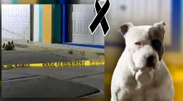 ¡Siempre fiel! #EnMéxico: Perrito esperó junto al cuerpo de su dueño quien murió mientras paseaban en la calle
