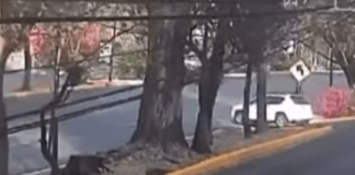 #VIDEO | Así fue el accidente sobre los carriles centrales de la avenida Camelinas