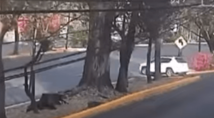 #VIDEO | Así fue el accidente sobre los carriles centrales de la avenida Camelinas
