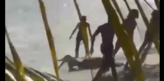 #VIDEO | Pitbull ataca sin piedad a una mujer en una playa; tuvo que ser intervenida quirúrgicamente