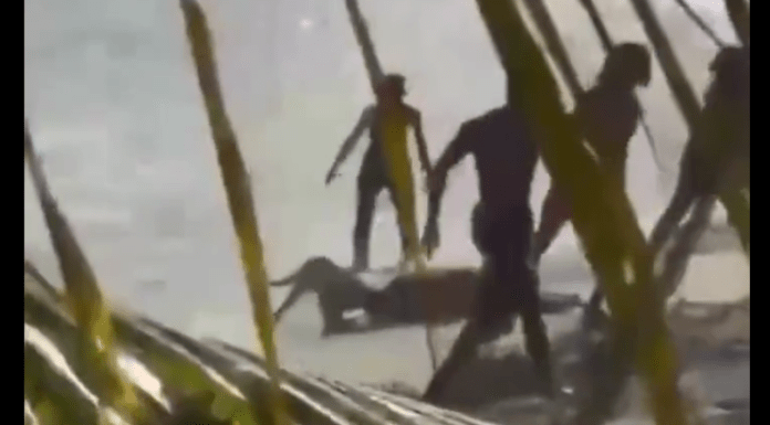 #VIDEO | Pitbull ataca sin piedad a una mujer en una playa; tuvo que ser intervenida quirúrgicamente