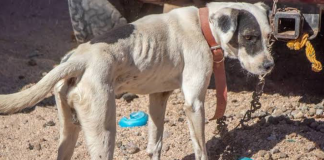 Animalistas de Morelia mantienen 11 denuncias por maltrato animal; exponen casos de agresión por parte de transportistas