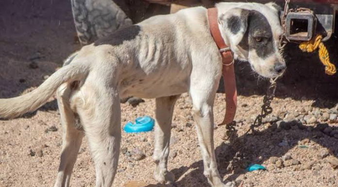Animalistas de Morelia mantienen 11 denuncias por maltrato animal; exponen casos de agresión por parte de transportistas