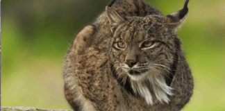 #FOTOS | 3 de marzo: Día Mundial de la Vida Silvestre