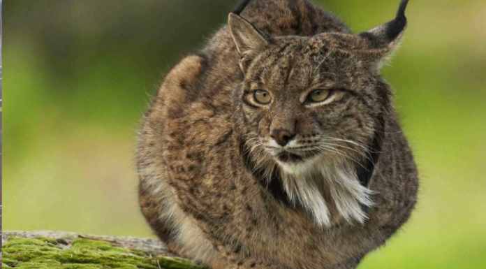 #FOTOS | 3 de marzo: Día Mundial de la Vida Silvestre