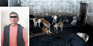 Carnicero recibe prisión preventiva por venta de carne de perro en #México