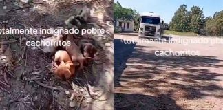 #Video | Camionero rescata a cachorros abandonados en la ruta y conmueve a internautas #Internacional