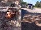 #Video | Camionero rescata a cachorros abandonados en la ruta y conmueve a internautas #Internacional
