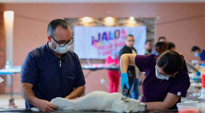 Esterilización gratuita para animales de compañía en tres municipios: SSM