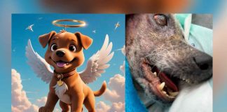 #Video | Fallece Happy, el perrito rescatado que conmovió a las redes sociales