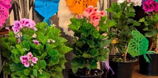 #Video | Tingambato invita a su XXXIV Feria del Geranio, una actividad 100% cultural