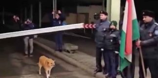#VIDEO #viral | Perrito callejero se convierte en el primer ser en cruzar la frontera entre Rumania y Bulgaria se vuelve viral en redes #Internacional