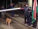 #VIDEO #viral | Perrito callejero se convierte en el primer ser en cruzar la frontera entre Rumania y Bulgaria se vuelve viral en redes #Internacional