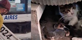 #VIDEO | Sorpresa felina en un colectivo, el chofer descubre una gata con sus crías en el motor