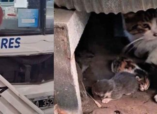 #VIDEO | Sorpresa felina en un colectivo, el chofer descubre una gata con sus crías en el motor