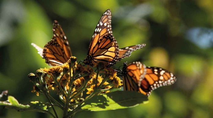 #Imágenes | Michoacán nominado por México Desconocido para siete riquezas turísticas
