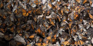 #VIDEO #Imágenes | Arranca Festival Biocultural de la Mariposa Monarca en la Región Oriente