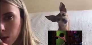 #Viral #Video | Se viraliza la reacción de pequeña perrita “entiende” que no la llevarán a comer jamón