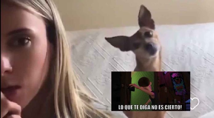 #Viral #Video | Se viraliza la reacción de pequeña perrita “entiende” que no la llevarán a comer jamón