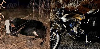 Adolescente motociclista muere tras chocar contra una vaca