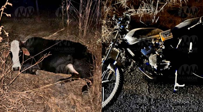 Adolescente motociclista muere tras chocar contra una vaca