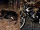 Adolescente motociclista muere tras chocar contra una vaca