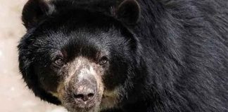 #Imágenes | Rescatan a Rocky, oso negro usado para peleas clandestinas #Internacional