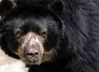 #Imágenes | Rescatan a Rocky, oso negro usado para peleas clandestinas #Internacional