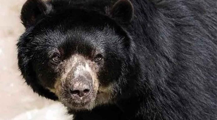 #Imágenes | Rescatan a Rocky, oso negro usado para peleas clandestinas #Internacional