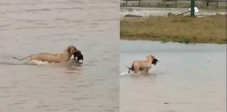 #Video| En medio de las inundaciones en Reynosa, perrita conmueve en las redes tras ser captada salvando a su cachorro