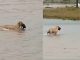 #Video| En medio de las inundaciones en Reynosa, perrita conmueve en las redes tras ser captada salvando a su cachorro