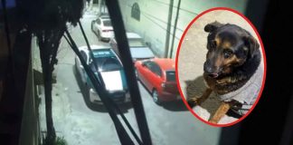 #VIDEO | Patrulla de la SSC atropella a perrito callejero los oficiales serán suspendidos