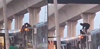 #VIDEO | Perrito es rescatado del techo de un camión después de ser arrojado desde lo alto