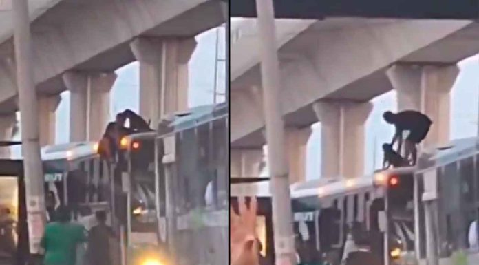 #VIDEO | Perrito es rescatado del techo de un camión después de ser arrojado desde lo alto