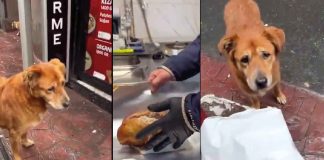 #VIDEO #viral | Perrito recibe un pollo entero de una rosticería y conquista corazones en redes