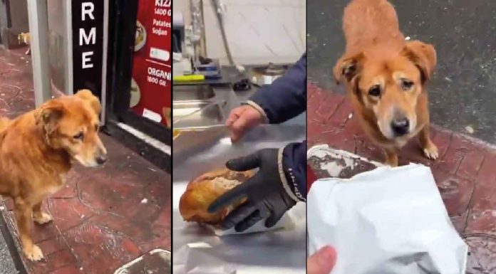 #VIDEO #viral | Perrito recibe un pollo entero de una rosticería y conquista corazones en redes