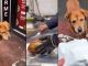 #VIDEO #viral | Perrito recibe un pollo entero de una rosticería y conquista corazones en redes