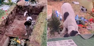 #Video | Perrito se despide de su dueño en su funeral y conmueve a las redes sociales