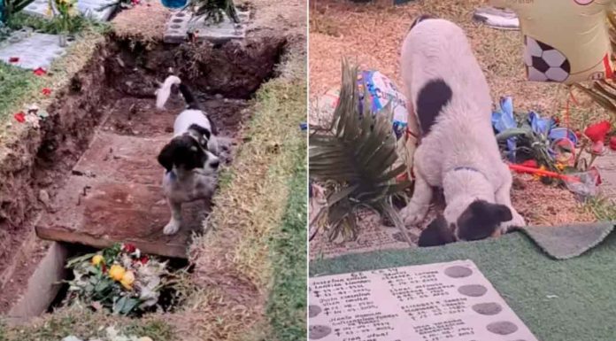 #Video | Perrito se despide de su dueño en su funeral y conmueve a las redes sociales